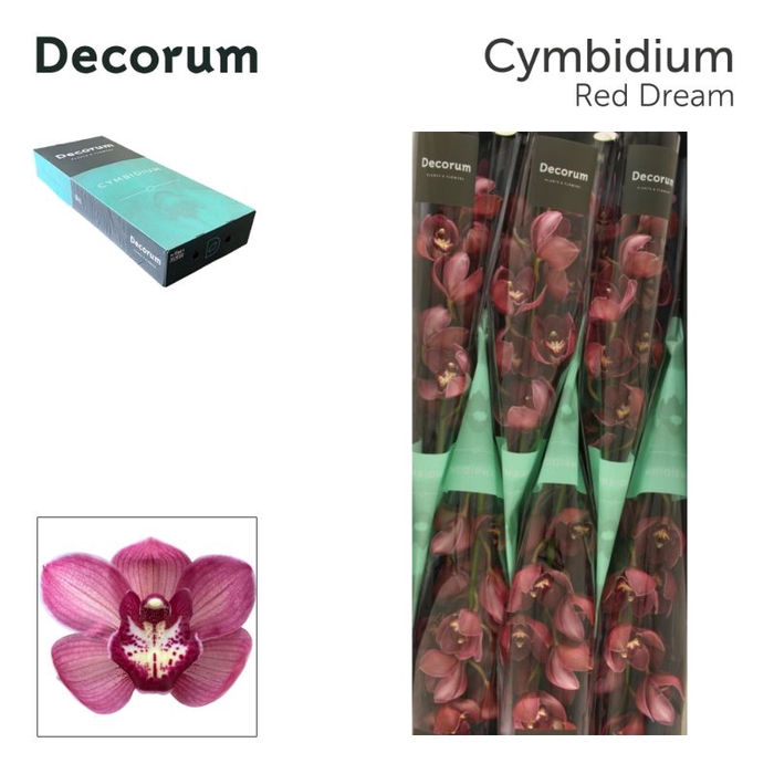<h4>Cymbidium Red Dream 80 cm Super Koningshof</h4>