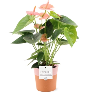 Anthurium Spirit in Pure Terra Cotta ceramics
