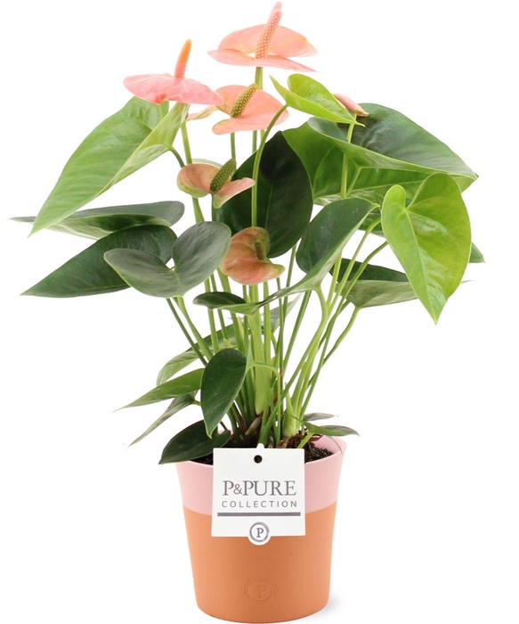 <h4>Anthurium Spirit in Pure Terra Cotta ceramics</h4>