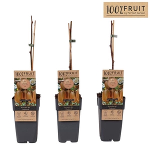 Actinidia Deliciosa hayward