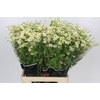 Tanacetum Camille