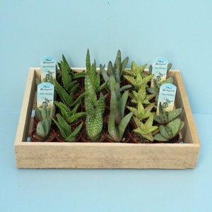 Aloe Gemengd Houten Kist