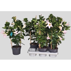 MANDE SUN WHITE