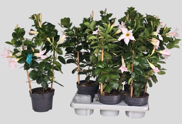 <h4>MANDE SUN WHITE</h4>