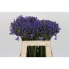 Agapanthus EYFORI Blue