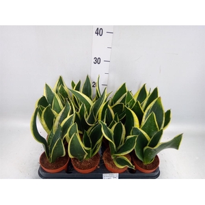 Sansevieria trifa. 'Black Gold'