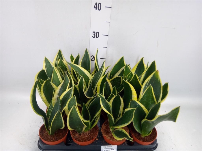 <h4>Sansevieria trifa. 'Black Gold'</h4>