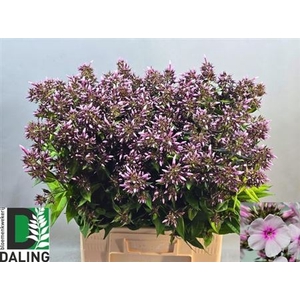 Phlox P Bri Eyes