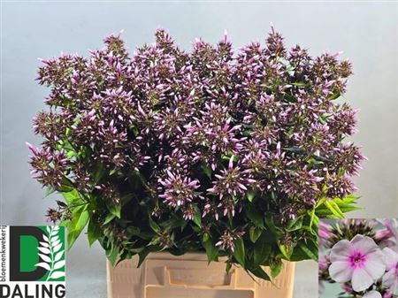 <h4>Phlox P Bri Eyes</h4>