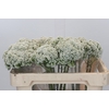 Ozothamnus Booming White