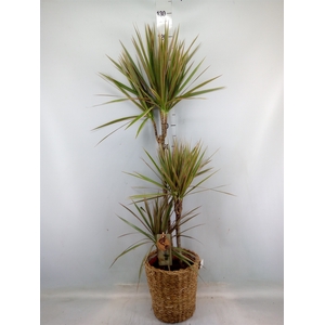 Dracaena marg. 'Bicolor'