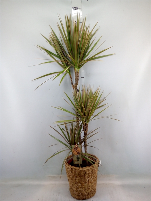 <h4>Dracaena marg. 'Bicolor'</h4>