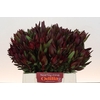 Leucadendron Saf Sunset Dark Red