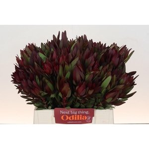 Leucadendron Saf Sunset Dark R.