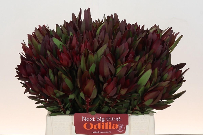 <h4>Leucadendron Saf Sunset Dark R.</h4>