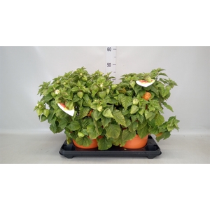 Physalis alkekengi var. franchetii