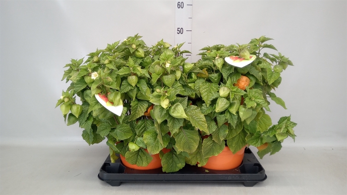 <h4>Physalis alkekengi var. franchetii</h4>