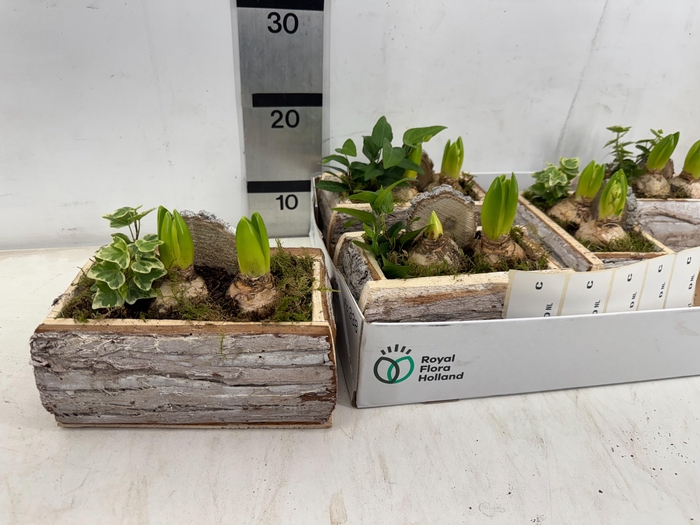 <h4>ARR HYACINTH</h4>