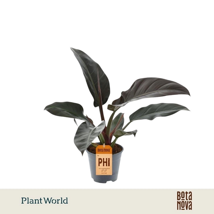 <h4>Philodendron Imperial Red</h4>