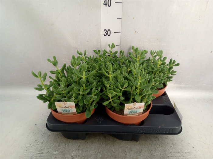 <h4>Crassula   ...</h4>