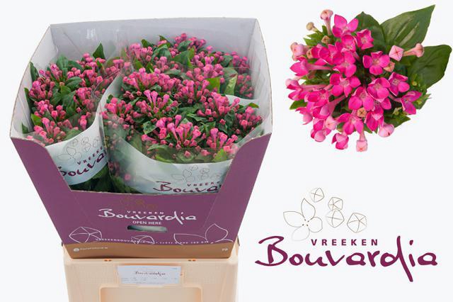 BOU EN VIOLET
