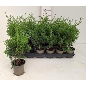 THUJA O OV