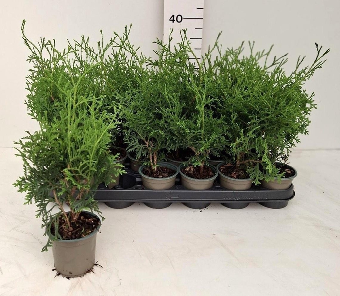 <h4>THUJA O OV</h4>