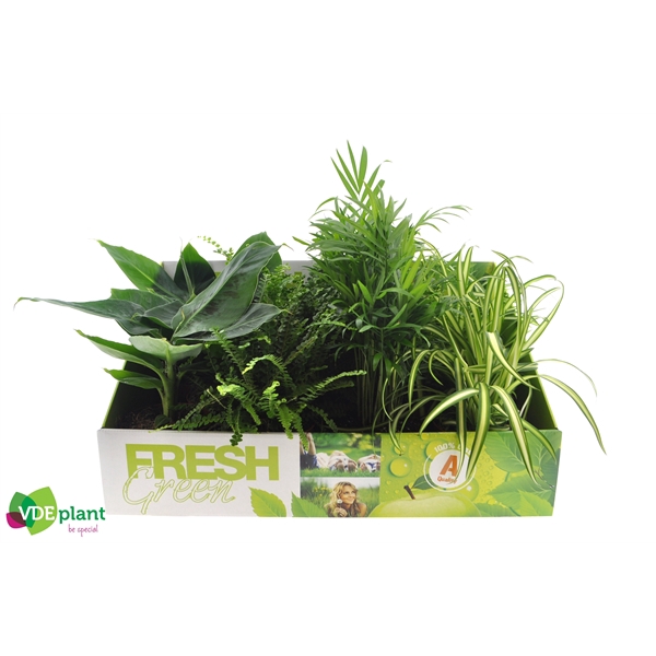 <h4>Fresh Green mix 12cm in Showdoos</h4>