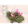Cyclamen Super Serie Divers
