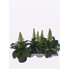 Digitalis White
