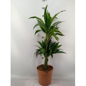 Dracaena frag. 'Janet Craig'