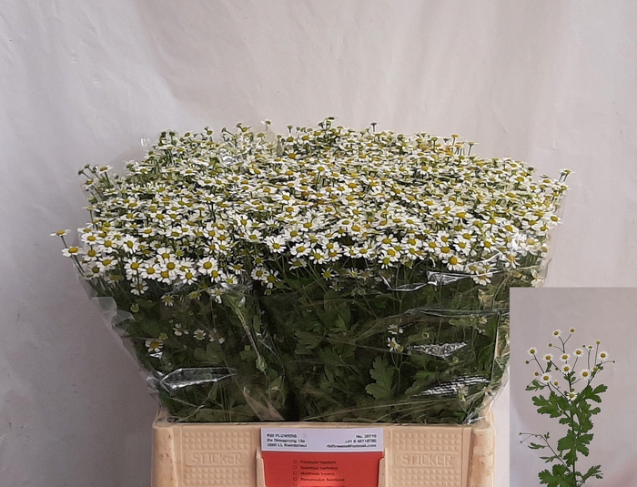 <h4>Tana Pa Single Vegmo</h4>