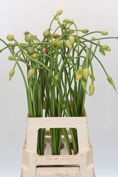 <h4>Allium Sativum Ophioscorodon</h4>