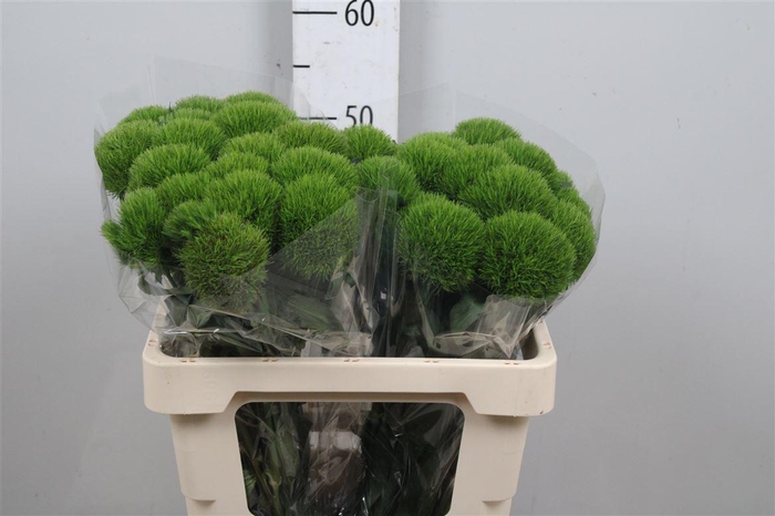 <h4>Di Barb Kiwi Mellow</h4>