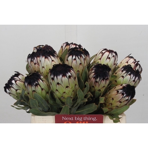 Protea Niobe