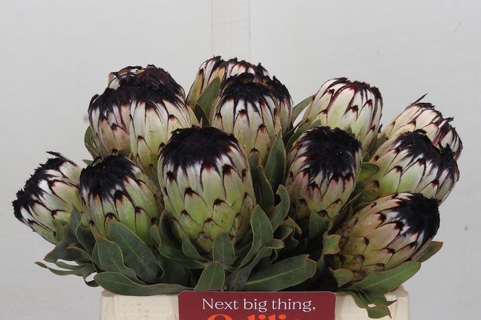 <h4>Protea Niobe</h4>