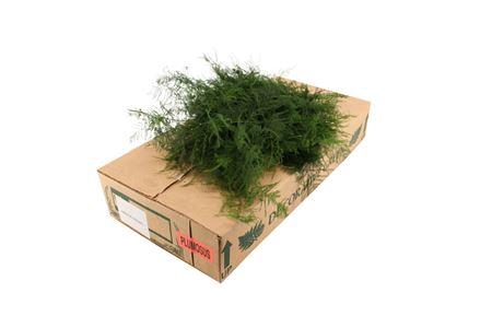 <h4>DEC ASPARAGUS</h4>