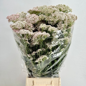 Ozothamnus Cooks Lightpink
