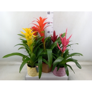 Bromelia   ...mix