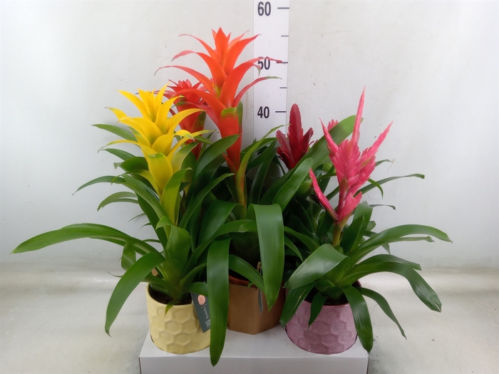<h4>Bromelia   ...mix</h4>