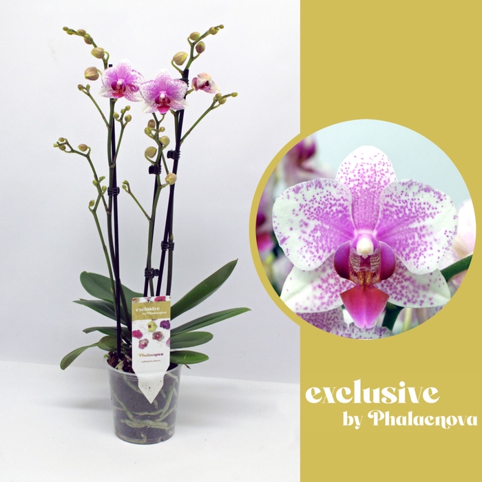 <h4>Phalaenopsis Rotterdam</h4>