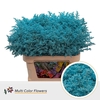 Solidago DYED Blue Light