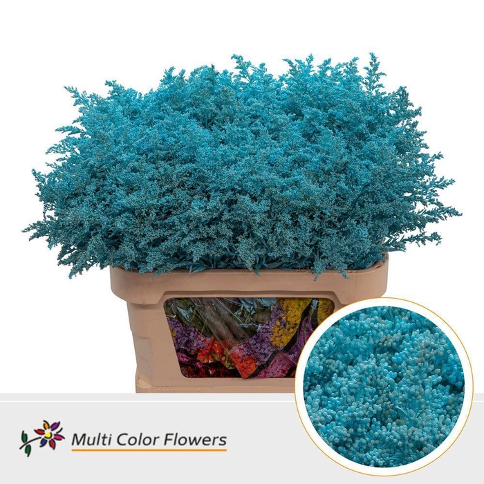 Solidago DYED Blue Light