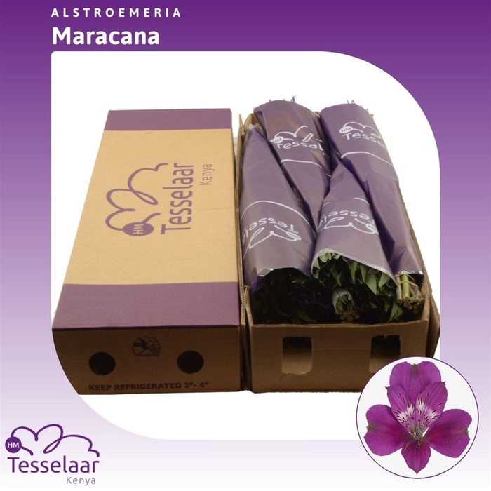 <h4>Alstroemeria Maracana | Heavy Quality</h4>