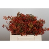 Rozenbottel Autumn Rosefruits