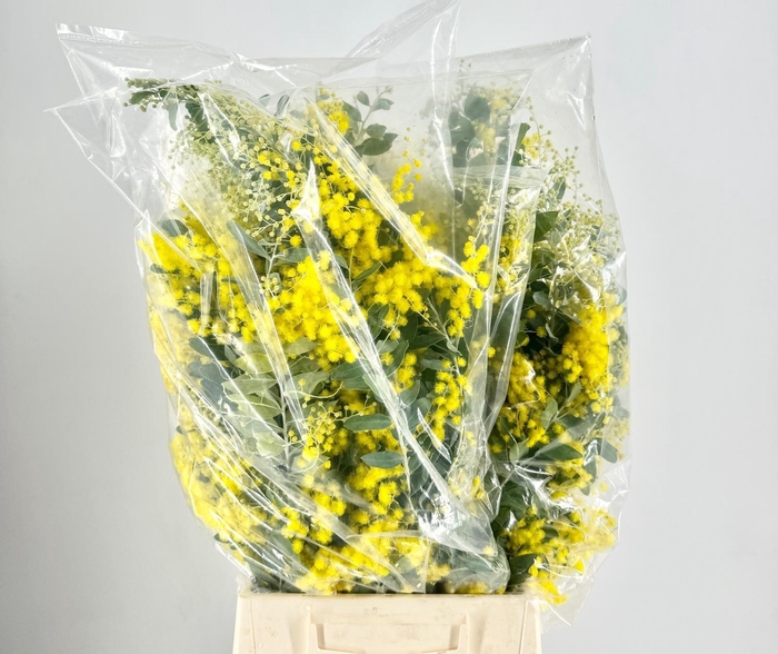 <h4>Mimosa Denis Boden Flowering Bag</h4>