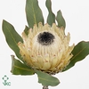 Protea Barb Snow Queen