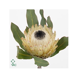 Protea Barbigera White No leaves