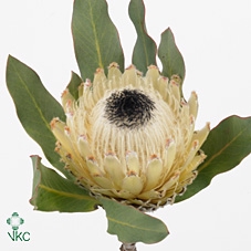 <h4>Protea Barbigera White No leaves</h4>