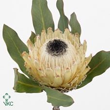 Protea Barbigera Snowqueen